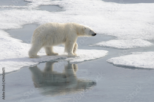 Wild polar bear on pack ice in Arctic