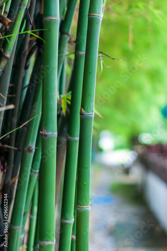 Bamboo trees in the garden