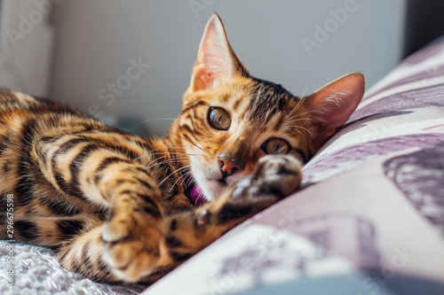 Cute little bengal kitty cat laying on the pillow next to the window