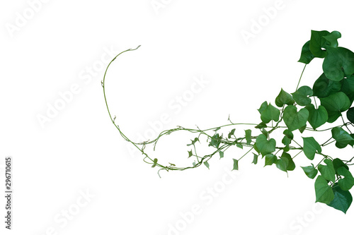 Heart shaped green leaves twisted vines of wild yam or air potato (Dioscorea sp.) tuberous climbing vine jungle plant bush isolated on white background, clipping path included.