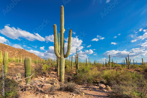 Giant saguaros in Saguaro National Park, Tucson, Arizona, USA