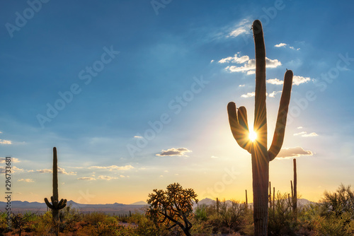 Sylwetka przy Saguaro kaktusem przy zmierzchem w Sonoran pustyni w Phoenix, Arizona, usa