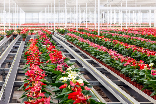 Anthurium flowering plant cultivation in a industrial greenhouse