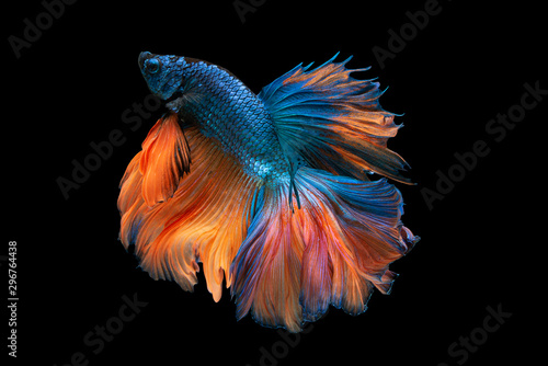 Beautiful colors"Halfmoon Betta" capture the moving moment beautiful of siam betta fish in thailand on black backgroun