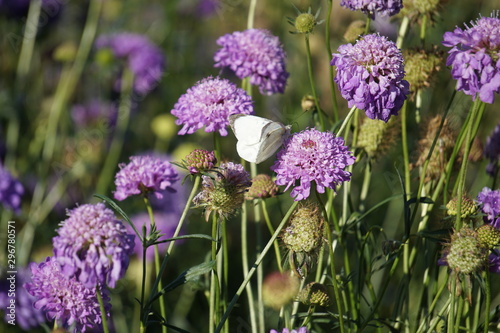 Cabbage butterfly on scabious