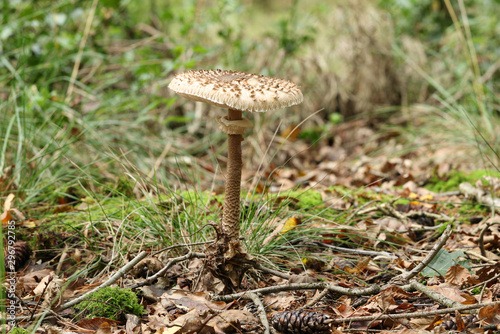 A large Parasol Mushroom, growing in woodland in the UK.