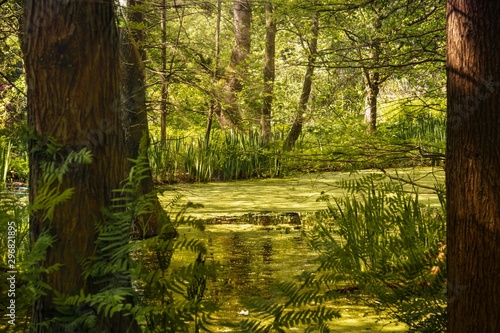 Beautiful scenery of a bayou in the middle of a forest surrounded by green trees