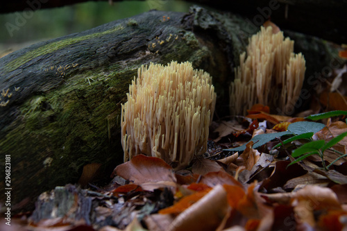 Ramaria stricta or strict-branch coral is a coral fungus