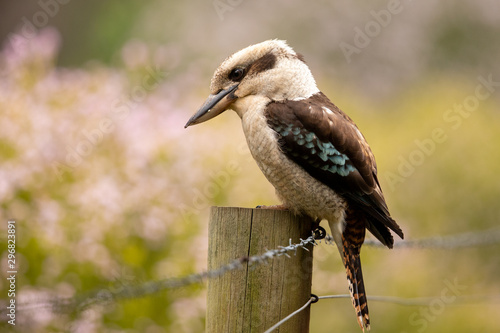 Laughing Kookaburra in Australia