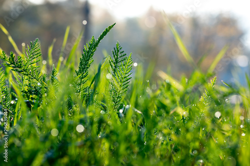 Green grass under water drops sun day light close up early morning dew nature close up macro