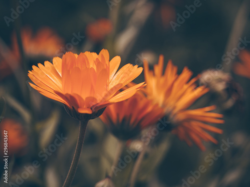 Beautiful fairy dreamy magic orange flower on blurry background. Dark art moody floral. Macro view of calendula