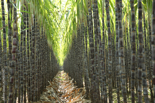 Closeup of sugarcane plants growing at field