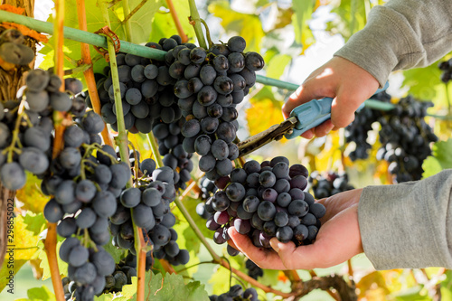 Man crop ripe bunch of white grapes on vine. Male hands picking Autumn grapes harvest for wine making In Vineyard. Cabernet Sauvignon, Merlot, Pinot Noir, Sangiovese grape sort.