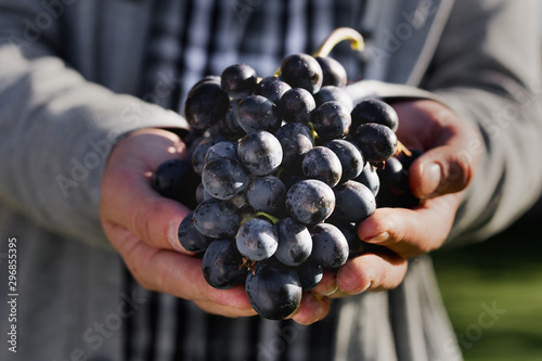 Man crop ripe bunch of black grapes on vine. Male hands picking Autumn grapes harvest for wine making In Vineyard. Cabernet Sauvignon, Merlot, Pinot Noir, Sangiovese grape sort.