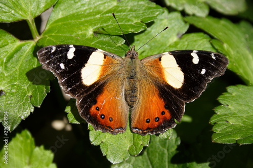 Admiral Butterfly basking in the sun