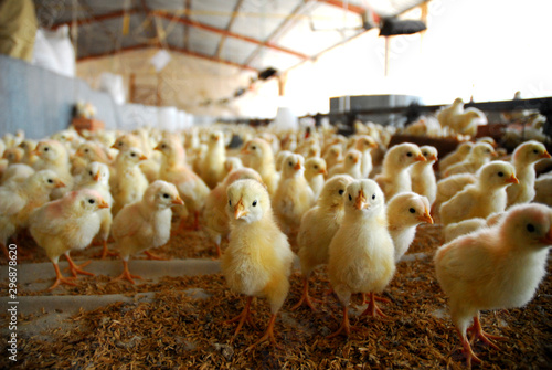 chickens on farm