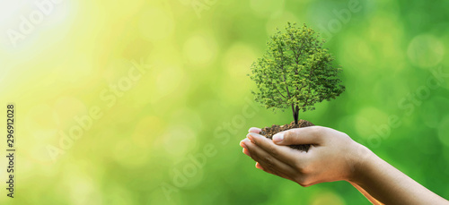 Tree planting on volunteer family's hands for eco friendly and corporate social responsibility campaign concept