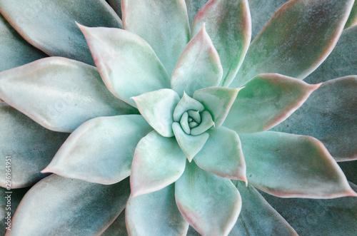  Echeveria succulent on a white background