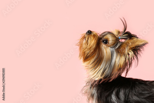 Adorable Yorkshire terrier on pink background, space for text. Cute dog
