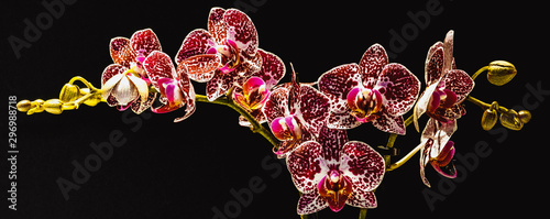 Falenopsis, ćmówka, Phalaenopsis multiflora roślina z rodziny storczykowatych, orchidea, storczyk
