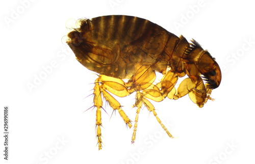 Flea flea - Pulex isolated on a clear white background. parasite of humans and animals. photo taken with the use of a microscope. 