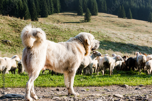 Sheepdog Guarding Sheep Flock Grazing in Chocholowska Valley, Poland