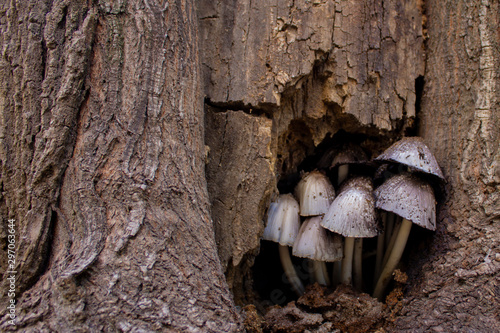 gray mushroom family in the hollow of an old tree trunk in autumn day.