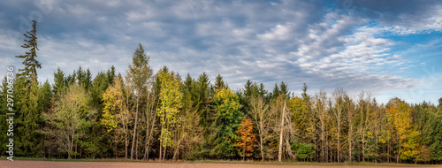 Waldrand im Herbst Panorama