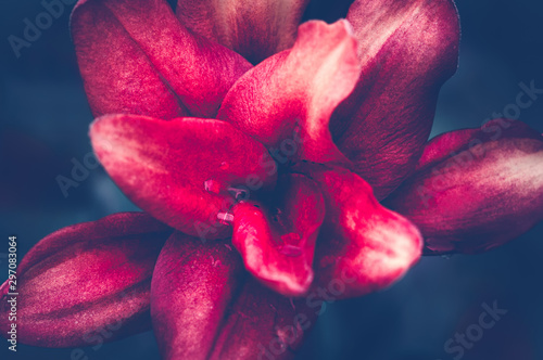 Red Lily flower, the sort Red Twin, macro top view