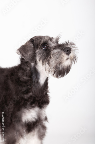 Retrato perro Schnauzer primer plano en estudio con fondo blanco