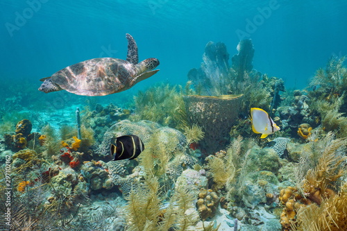 Caribbean coral reef underwater with a green sea turtle and tropical fish, Martinique, Lesser Antilles