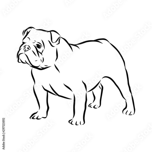 vector illustration of a dog, English bulldog sketch 