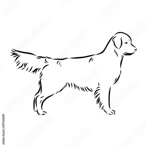 silhouette of a dog, golden retriever sketch, contour vector illustration 
