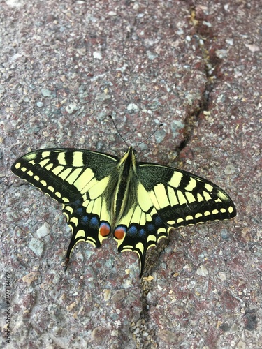 Papillon machaon - Papilio machaon 