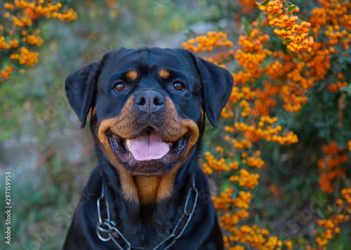 Beautiful rottweiler dog head outdoor portrait on green bushes with orange berries natural background.