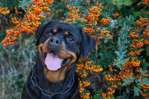 Beautiful rottweiler dog head outdoor portrait on green bushes with orange berries natural background.
