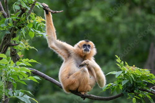 Female Yellow-cheeked gibbon in a tree