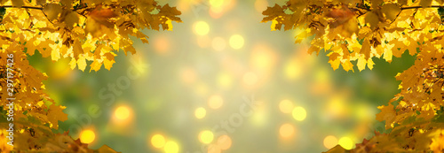 Decorative autumn banner decorated with branches with fall golden yellow maple leaves on background of orange autumnal foliage and shiny glowing bokeh, place for your text, Indian summer.