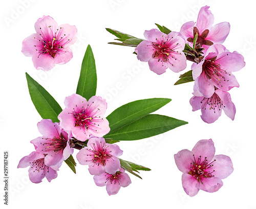 peach flowers isolated on white