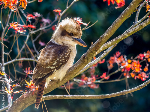 Side profile of a kookaburra sitting in a tree with autumn leaves in the background