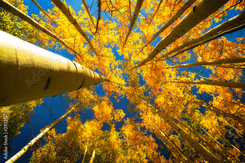 Looking up into the Aspen Grove Trees