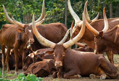 herd of watusi cattle