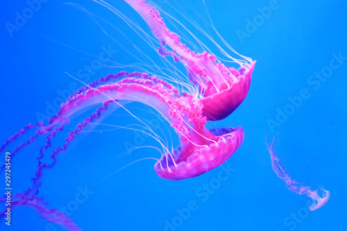 pink jellyfish swims in blue ocean sea, dangerous poisonous jellyfish Pelagia Noctiluca (Acalefo luminiscenta), Tenerife, Canary Island