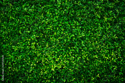Small green leaves texture background with beautiful pattern. Clean environment. Ornamental plant in the garden. Eco wall. Organic natural background. Many leaves reduce dust in air. Tropical forest.