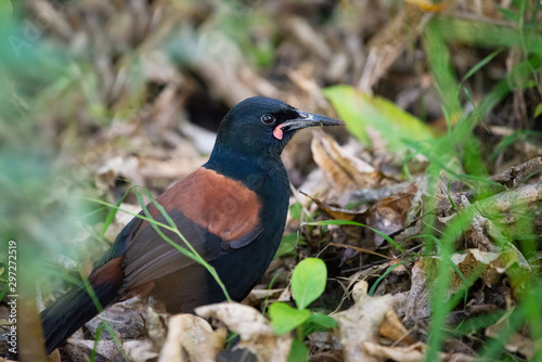 The North Island saddleback (Philesturnus rufusater), also known in Māori as the tīeke