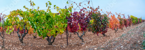Vineyard, Peciña, La Rioja, Spain, Europe