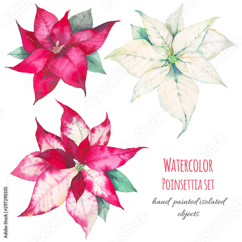 Watercolor poinsettia isolated on white background. Hand painted natural elements with Christmas star plants. Set of three floral elements for holiday artistic design