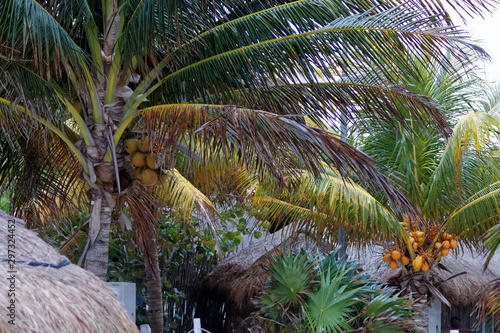 Meksykańskie palmy na wybrzeżu karaibskim