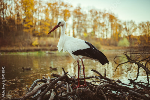 stork in autumn