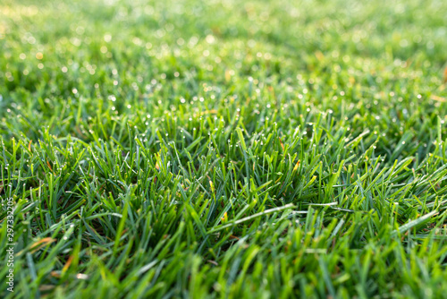 green grass lawn close, lawn in the morning